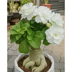 Hạt giống hoa sứ Sa mạc màu trắng tuyết cánh to – Bịch 10 hạt – Mã số 2110 790392