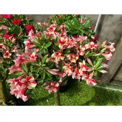 Bịch 10 hạt giống hoa sứ Thái Lan mỏ vịt cánh nhọn đỏ vàng – Mã số 1483 790402
