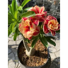 Hạt giống hoa sứ ghép Thái Lan màu đỏ cam cánh nhọn - Bịch 10 hạt – Mã số 1772