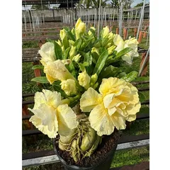 Hạt giống hoa sứ ghép Thái Lan hoa vàng cánh to - Bịch 10 hạt – Mã số 2092 790408