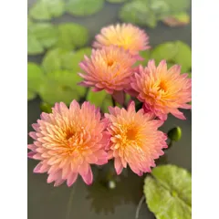 Hạt giống hoa súng Thái Lan Mini màu cam hồng - Bịch 10 hạt - Mã số 2000 120325 790412