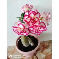 Hạt giống hoa sứ kép Thái Lan màu trắng cánh xoăn to viền màu hồng sen - Bịch 10 hạt – Mã số 1575