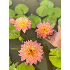 Hạt giống hoa súng Thái Lan Mini màu cam hồng - Bịch 10 hạt - Mã số 2000 120325 790412