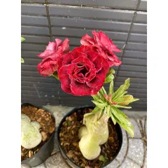 Bịch 10 hạt giống hoa sứ Thái Lan thiên vương cánh đỏ nhiều tầng - Mã số 2000 290425