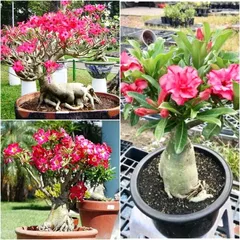 Bịch 10 hạt giống hoa sứ Thái Lan mix màu hồng trắng – Mã 1267