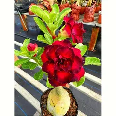 Hạt giống hoa sứ Thiên Vương cánh đỏ viền đen hoa to - Bịch 10 hạt – Mã số 2087 790428
