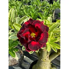 Hạt giống hoa sứ Thiên Vương cánh đỏ viền đen hoa to - Bịch 10 hạt – Mã số 2087 790428