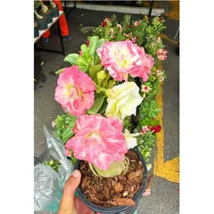 Bịch 10 hạt giống hoa sứ Thái Lan cánh tiên nhiều tầng ghép 3 màu đỏ cam vàng - Mã số 2090