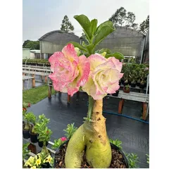 Bịch 10 hạt giống hoa sứ Thái Lan cánh tiên nhiều tầng ghép 3 màu đỏ cam vàng - Mã số 2090