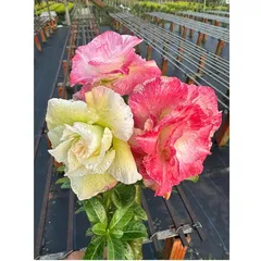 Bịch 10 hạt giống hoa sứ Thái Lan cánh tiên nhiều tầng ghép 3 màu đỏ cam vàng - Mã số 2090