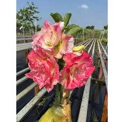 Bịch 10 hạt giống hoa sứ Thái Lan cánh tiên nhiều tầng ghép 3 màu đỏ cam vàng - Mã số 2090