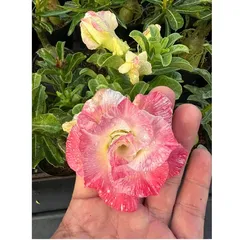 Bịch 10 hạt giống hoa sứ Thái Lan cánh tiên nhiều tầng ghép 3 màu đỏ cam vàng - Mã số 2090