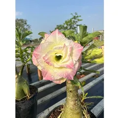 Bịch 10 hạt giống hoa sứ Thái Lan cánh tiên nhiều tầng ghép 3 màu đỏ cam vàng - Mã số 2090