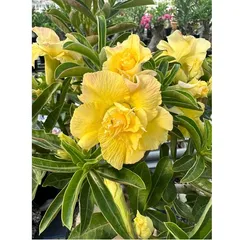 Hạt giống hoa sứ ghép Thái Lan hoa vàng cánh to - Bịch 10 hạt – Mã số 2092 - 2 790459