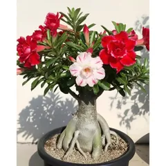 Hạt giống hoa sứ Thái Lan 2 màu trắng đỏ Thiên Vương - Bịch 10 hạt - Mã số 2065 790468