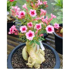 Hạt giống hoa sứ Thái Lan cánh tiên 5 cánh màu hồng - Bịch 10 hạt – Mã số 2088 - 3 790474