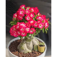 Hạt giống hoa sứ kép Thái Lan màu hồng cánh sen giống sứ sa mạc - Bịch 10 hạt – Mã số 1980