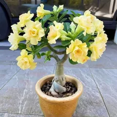 Hạt giống hoa sứ Thái Lan màu vàng chanh cánh to nhiều tầng - Bịch 10 hạt - Mã số 2062 790494