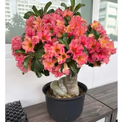 Hạt giống hoa sứ kép Taiwan màu vàng hồng vàng đuôi hạc, nhiều bông – Bịch 10 hạt – Mã số 2134