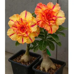 Hạt giống hoa sứ Thái Lan Thiên Vương màu vàng cam cánh to sọc hồng cánh nhọn – Bịch 10 hạt – Mã số 2102 790504
