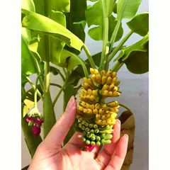Bịch 10 hạt giống cây chuối cảnh Mini siêu trái - Trồng được trong nhà và ngoài trời - Mã số 1236