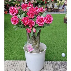 Hạt giống cây hoa sứ kép Thái Lan sa mạc màu hồng cánh to nhiều tầng - Bịch 10 hạt - Mã số 2120 790519