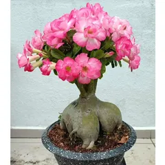 Hạt giống hoa sứ kép Thái Lan nhiều tầng, cánh to màu hồng cánh sen nhạt - Bịch 10 hạt – Mã số 2022