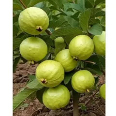 Hạt giống cây ổi nữ hoàng giống lùn siêu trái - Bịch 10 hạt - Mã số 2000 790530