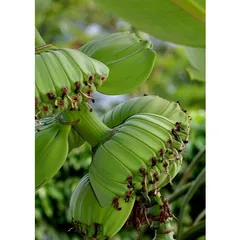 Hạt giống cây chuối bàn tay Phật ( chuối ước nguyện ) - Bịch gồm 10 hạt - Mã 2000