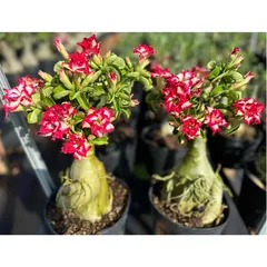 Bịch 10 hạt giống hoa sứ Tawain mỏ vịt màu đỏ – Mã số 1329 790538