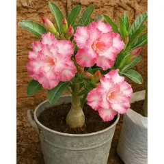 Hạt giống hoa sứ Thái Lan màu vàng trắng viền hồng cánh sen - Bịch 10 hạt - Mã số 1557