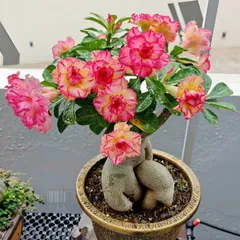 Hạt giống hoa sứ kép Thái Lan cánh nhọn nhiều tầng màu vàng viền hồng – Bịch 10 hạt – Mã số 2075 790543