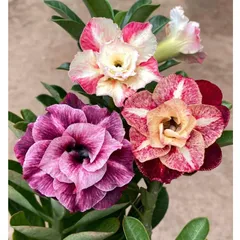 Hạt giống hoa sứ Thái Lan 3 màu tím, trắng, đỏ sẫm - Bịch 10 hạt - Mã số 13062711