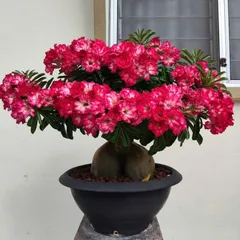 Bịch 10 hạt giống hoa sứ Taiwain Đế vương màu đỏ sẫm nhụy trắng – Mã số 2058