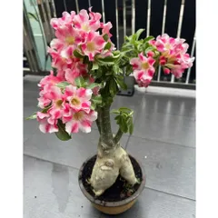 Hạt giống hoa sứ kép Thái Lan màu hồng phấn giống sứ sa mạc 5 cánh – Bịch 10 hạt – Mã số 2115 790556