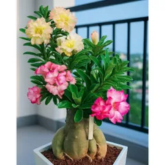 Hạt giống hoa sứ kép Thái Lan ghép 2 màu vàng hồng cánh xoăn Thiên Vương 3 – Bịch 10 hạt – Mã số 2070