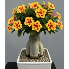 Hạt giống hoa sứ kép Taiwan màu vàng cánh nhọn 2 tầng nhụy hồng đậm – Bịch 10 hạt – Mã số 2133