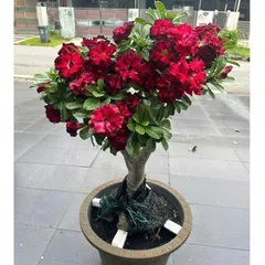 Hạt giống hoa sứ Thái Lan Thiên Vương màu đỏ viền cánh màu đen bóng đêm – Bịch 10 hạt – Mã số 2101 790570