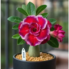 Hạt giống hoa sứ Thái Lan Thiên Vương màu đỏ sẫm cánh to nhiều tầng – Bịch 10 hạt – Mã số 2098 790585