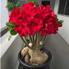 Hạt giống hoa sứ kép Thái Lan giống sứ sa mạc cánh to hoa màu đỏ sẫm - Bịch 10 hạt – Mã số 2046