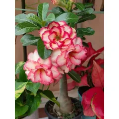 Hạt giống hoa sứ kép Thái Lan thiên vương màu trắng cánh hồng nhiều tầng – Bịch 10 hạt – Mã số 2072 790606