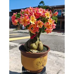 Hạt giống hoa sứ kép Thái Lan màu vàng cam cánh nhọn - Bịch 10 hạt - Mã số 1562 790620