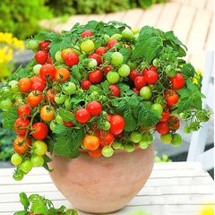 Bịch 10 hạt giống cây cà chua mini siêu trái - Mã 1250