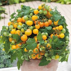 Bịch 10 hạt giống cây cà chua mini siêu trái - Mã 1250