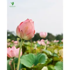 Trial size - Toner Nước cân bằng da Sen Hậu Giang Cocoon 50ml VEGAN - Mỹ Phẩm Thuần Chay