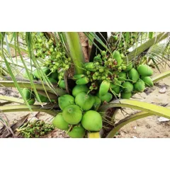 Dừa xiêm siêu lùn siêu trái (mua 10 tặng 1) cây giống chuẩn F1
