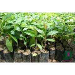 1kg Bầu ươm, túi đen ươm cây đủ size ươm cây giống