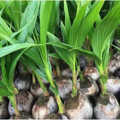 Dừa xiêm siêu lùn siêu trái (mua 10 tặng 1) cây giống chuẩn F1