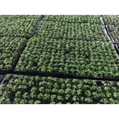 set 10 cái/ 5 cái Khay ươm, vỉ ươm hạt giống 104 lỗ