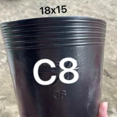 Combo 100 cái Chậu Nhựa Đen C8 Hàng Chuẩn Dẻo Dai